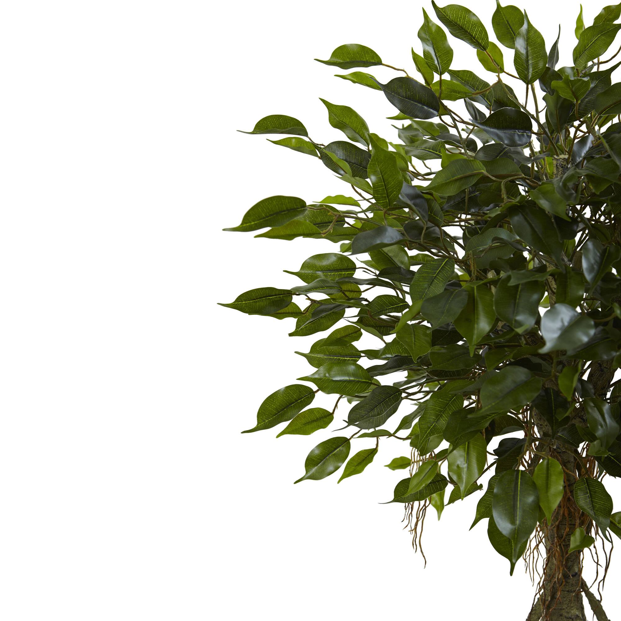 4.5ft. Potted Ficus Tree in Decorative White Planter